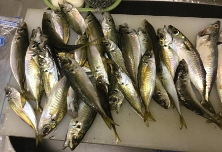 サビキでヒラメ